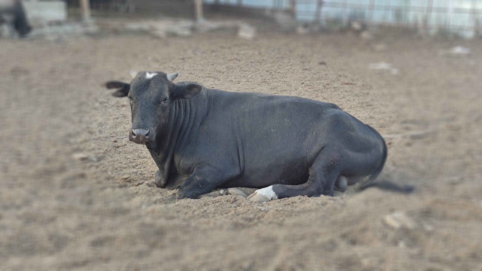 Canlı Hayvan Satışı
